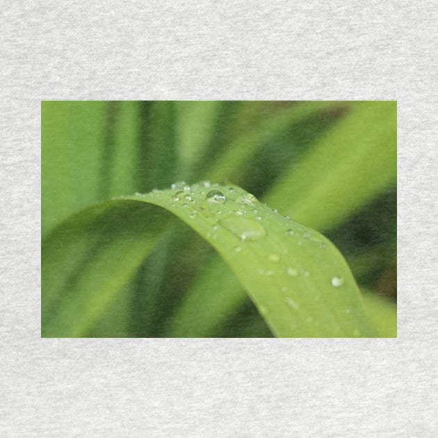 Grass leaf with focus on one rain drop by kall3bu